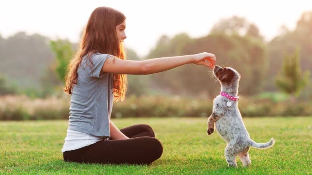 Nail the Basics First (Sit, Stay, Come)