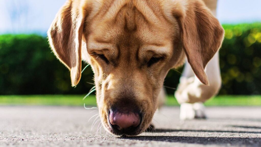 Not Letting Dogs Sniff