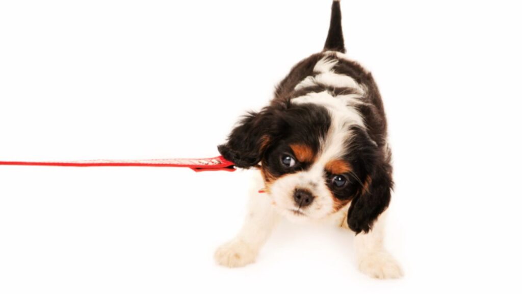 Pulling on the Leash
