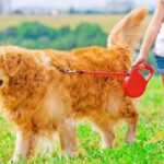 Top 5 Best Leashes for Golden Retriever in 2025