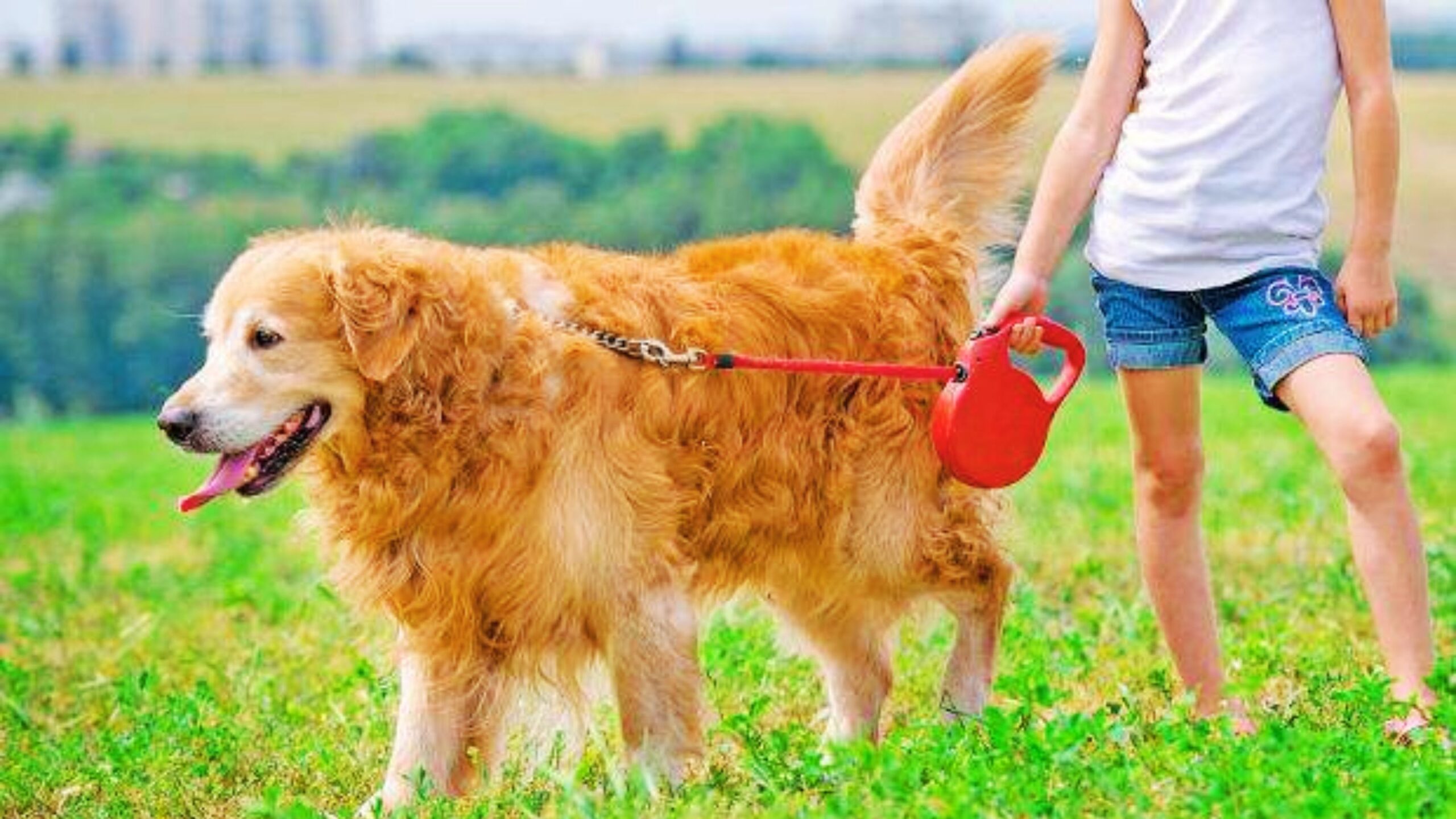 Top 5 Best Leashes for Golden Retriever in 2025