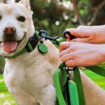 Waterproof Dog Leash