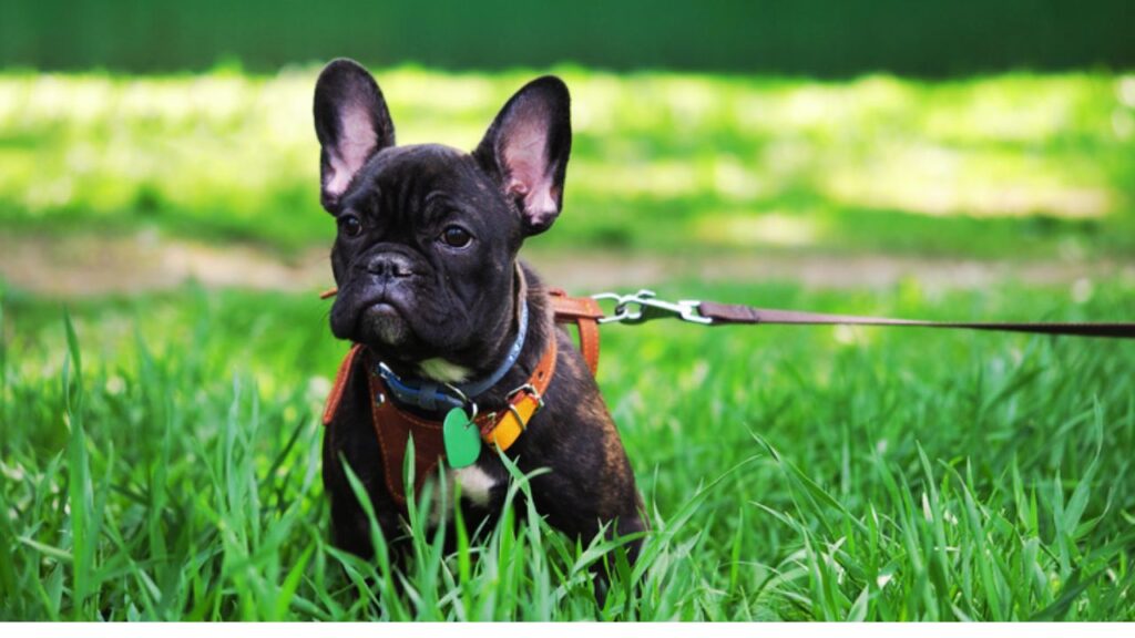 What Affects Leash Training Time?