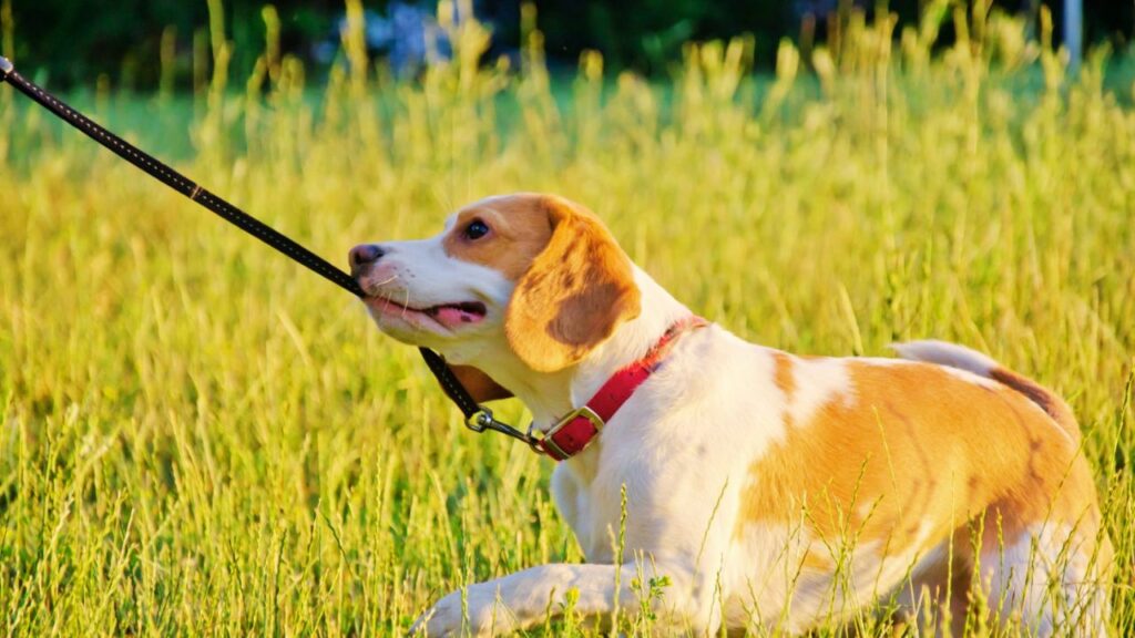 What Drives a Dog to Bite Their Leash?