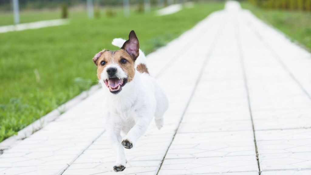 What to Do If Your Dog Runs Off