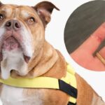 What to Put on a Rope Burn from a Dog Leash in 2025?