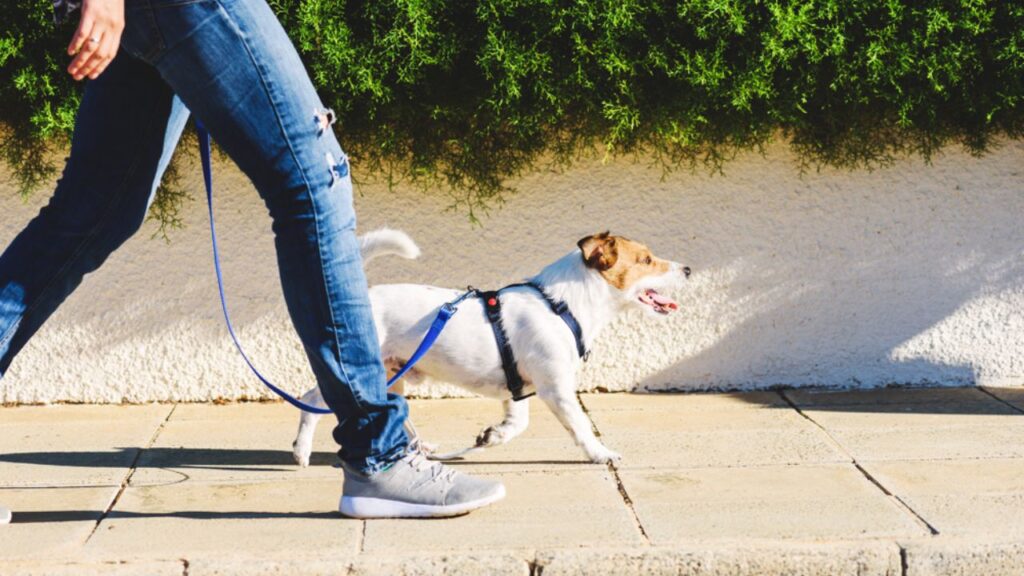 When Is a Leash Required?