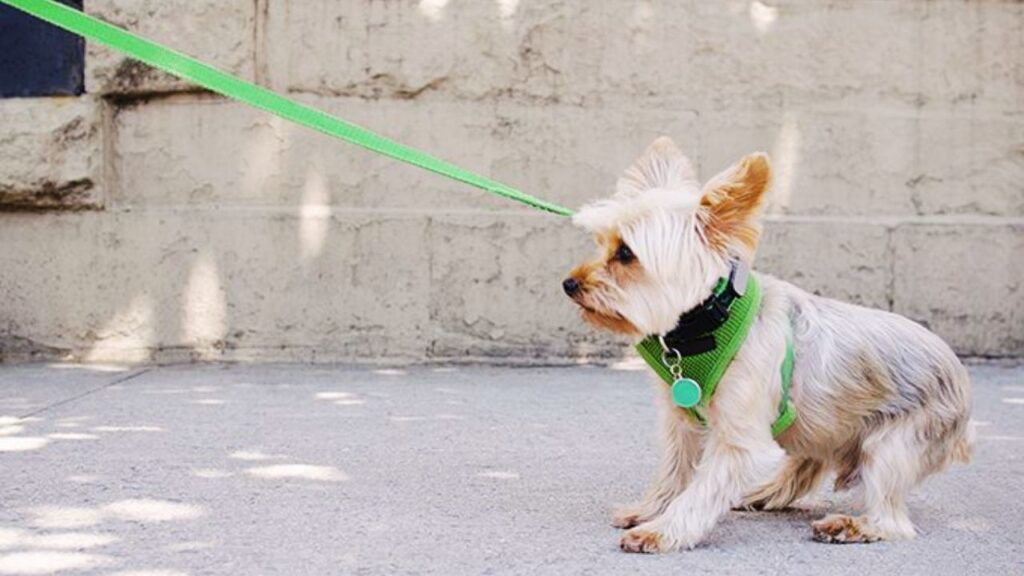 Why Leash Training Matters?
