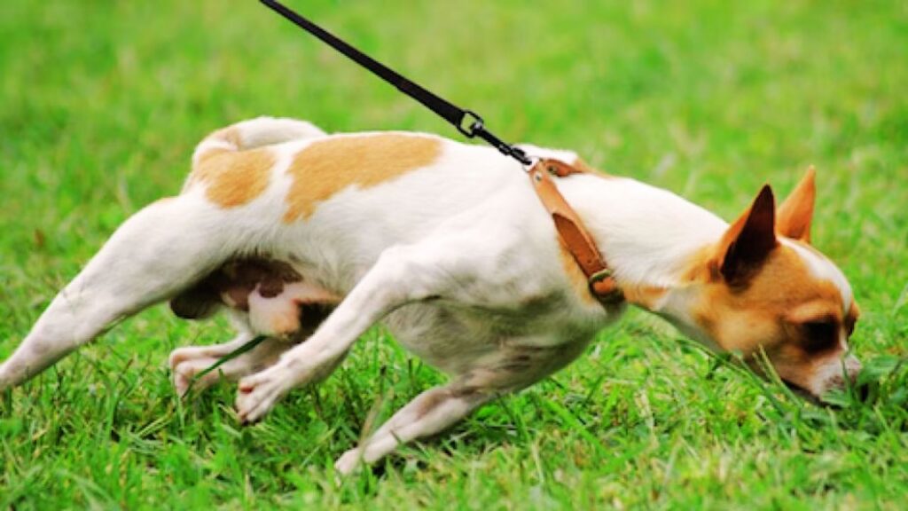 Yanking the Leash