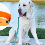 Best Biothane Dog Leash 2025