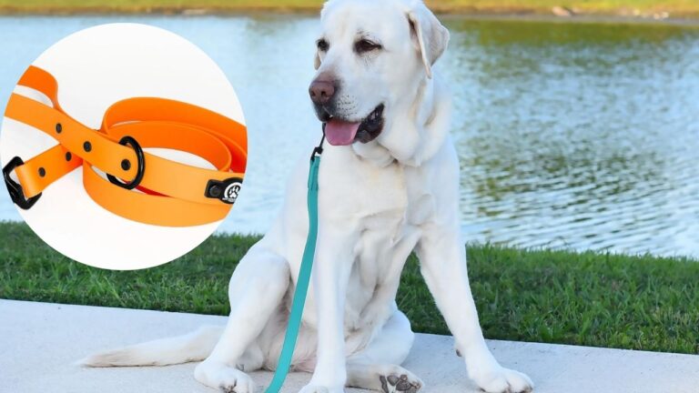 Best Biothane Dog Leash 2025
