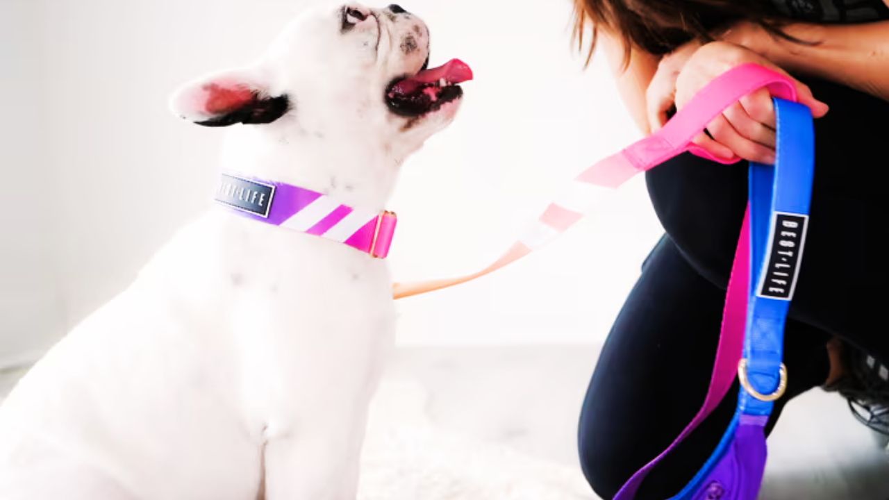 Best Dog Leash
