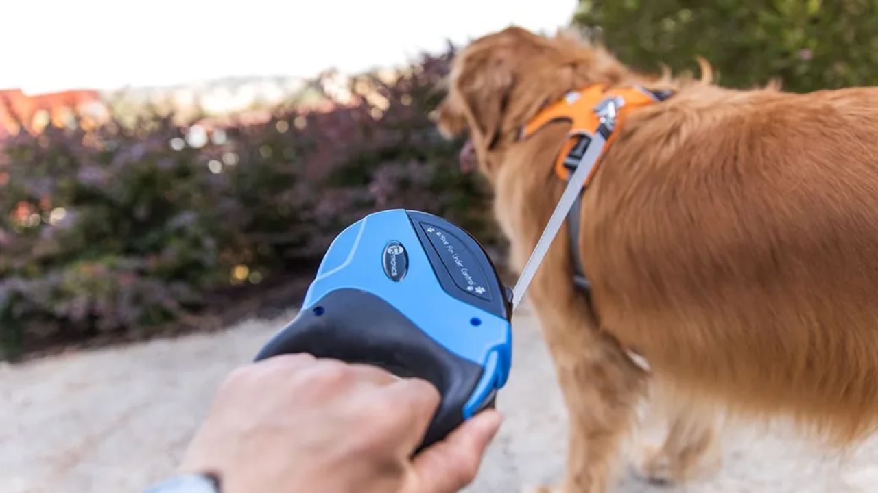 Best Dog Leashes Under $20