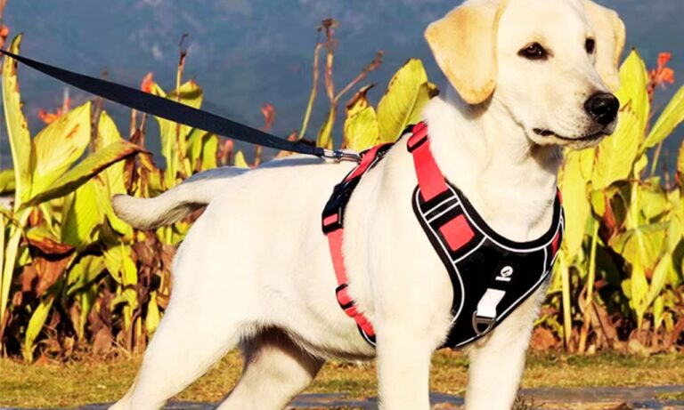 Best Kong Leash for Dogs