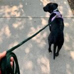 Best Outdoor Dog Leash