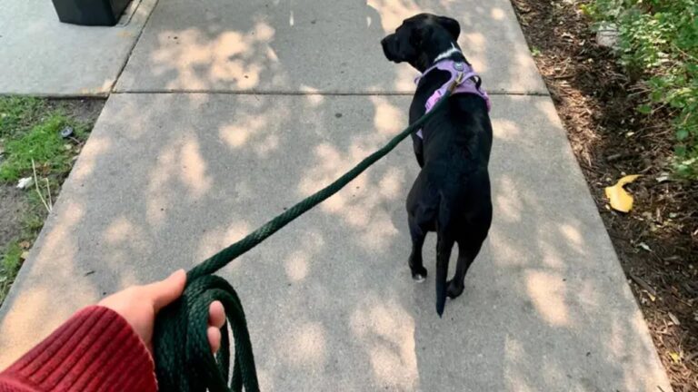 Best Outdoor Dog Leash