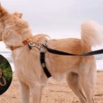 Best Premium Dog Leashes