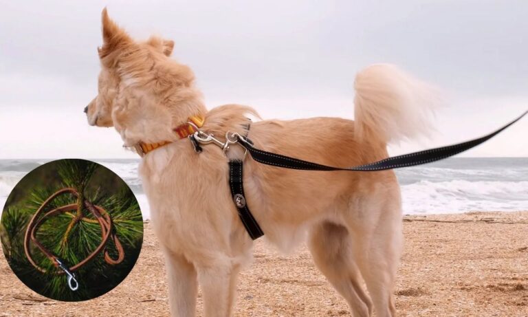 Best Premium Dog Leashes