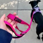 Best Reflective Dog Leashes