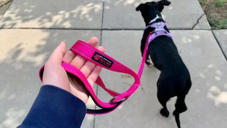 Best Reflective Dog Leashes