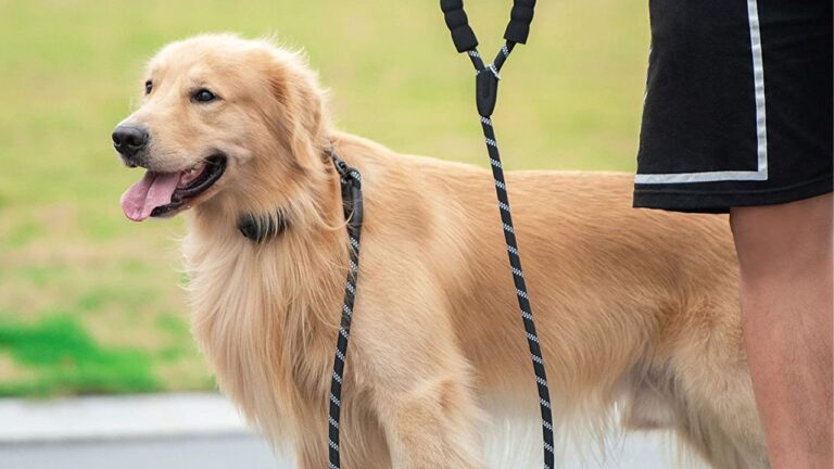 Best Rope for Dog Leash 2025