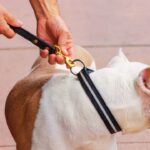 Best Traffic Leash for Dogs 2025