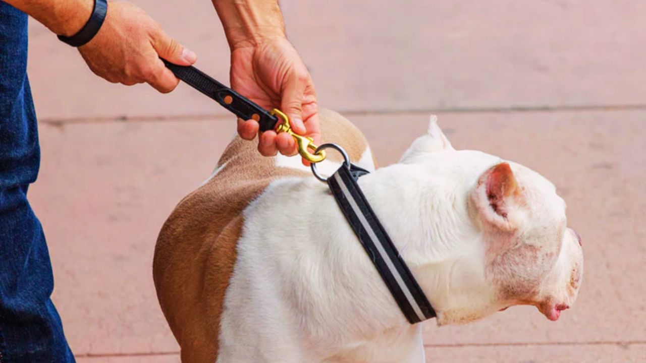 Best Traffic Leash for Dogs 2025