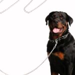 Chain Leash for Dogs 2025