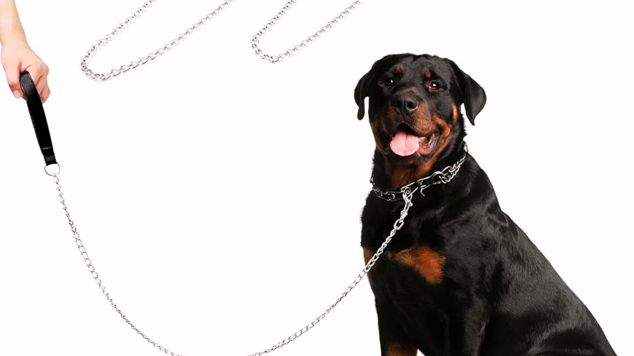 Chain Leash for Dogs 2025