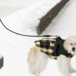Dog Leashes for Snowy Weather