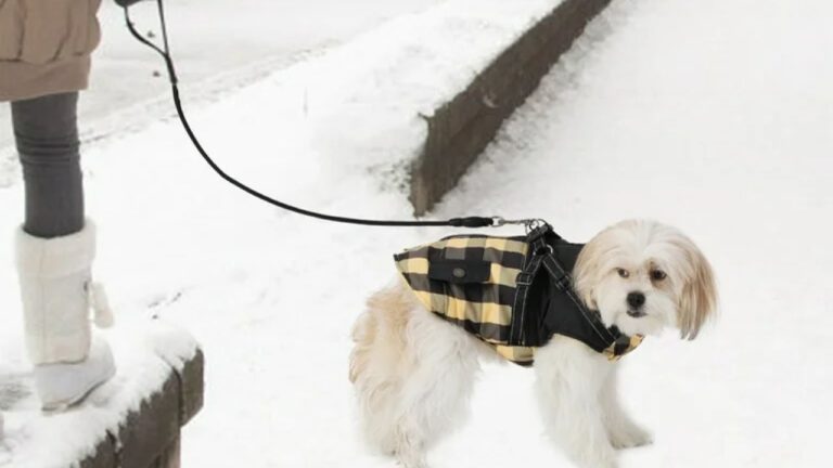 Dog Leashes for Snowy Weather