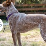 Indestructible Dog Leash