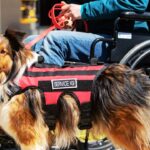 Leash for Service Dogs