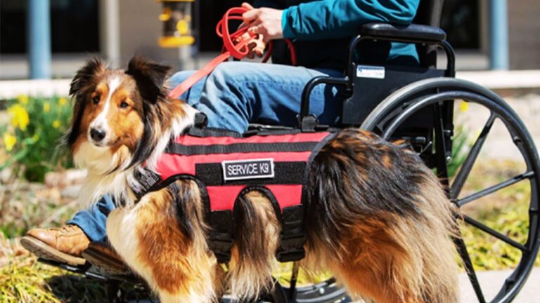 Leash for Service Dogs