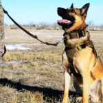 Military Dog Leash