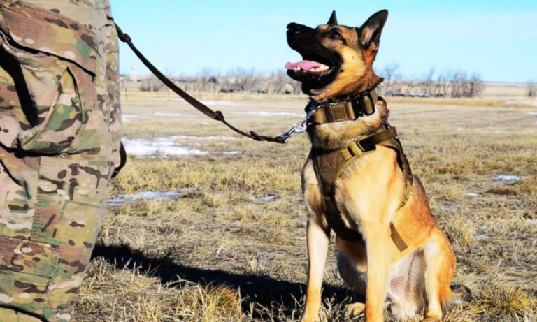 Military Dog Leash