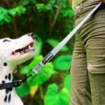 Padded Handle Dog Leashes