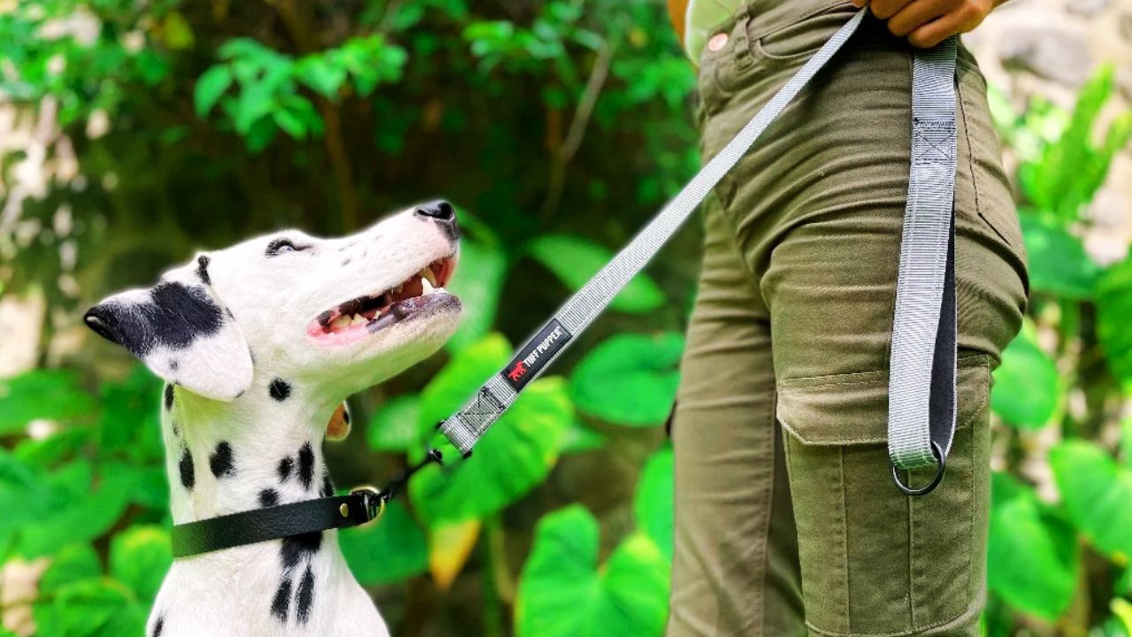 Padded Handle Dog Leashes