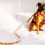 Stylish Dog Leashes