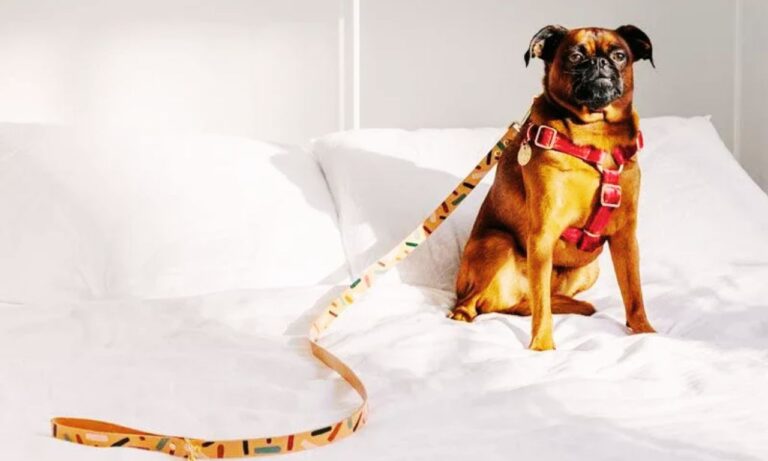 Stylish Dog Leashes