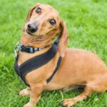 Best Leash for Dachshunds