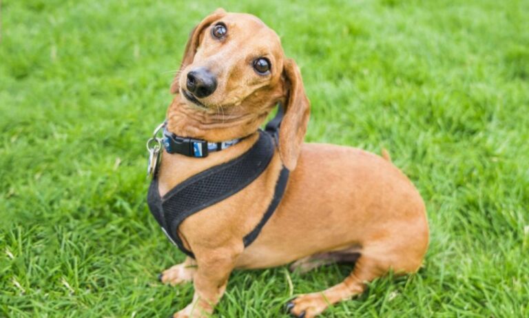 Best Leash for Dachshunds