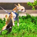 Leash for Chihuahua Puppy
