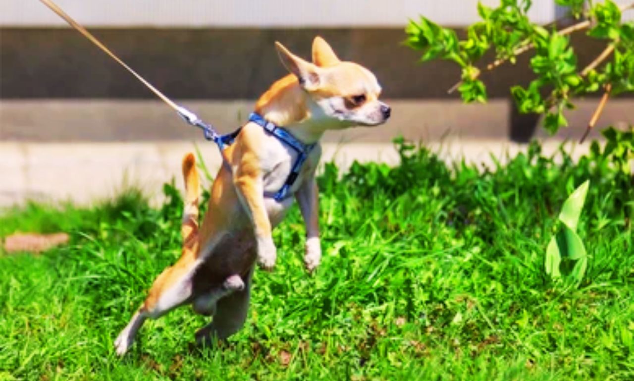 Leash for Chihuahua Puppy