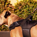 Martingale Dog Leash