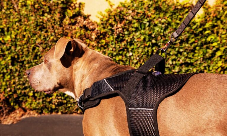 Martingale Dog Leash