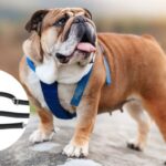 best leash for bulldog in 2025