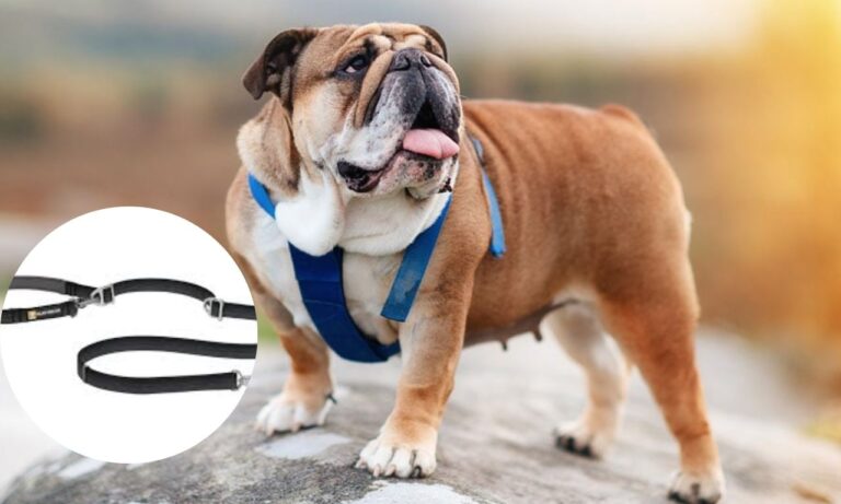 best leash for bulldog in 2025