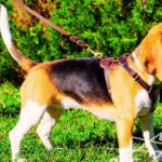 Best Leash for Beagles