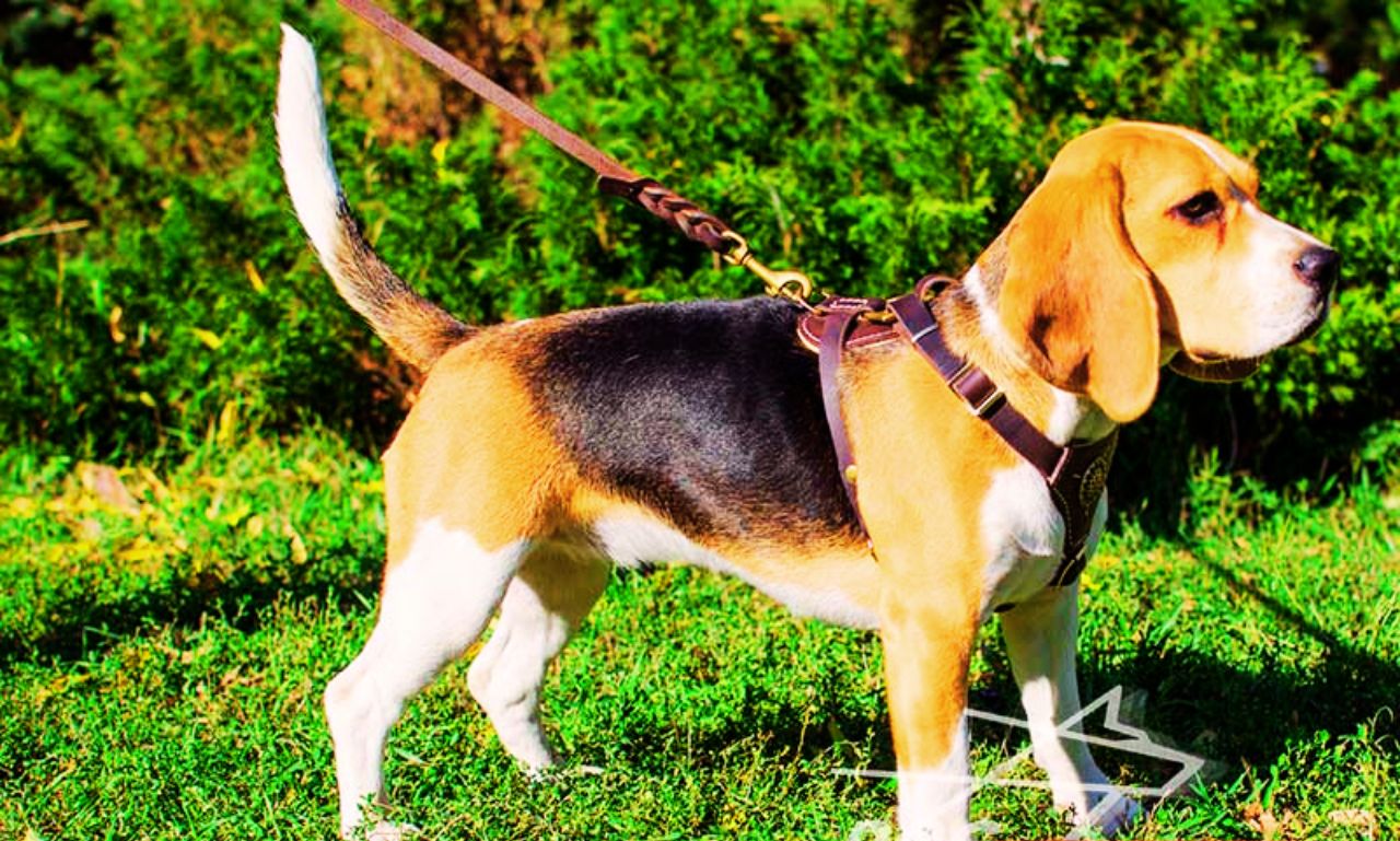 Best Leash for Beagles